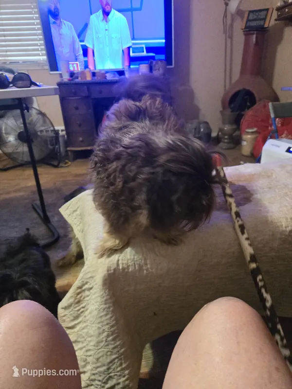 Jazzy – Havanese puppy for sale in Ravenna, TX