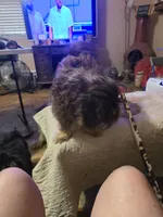 Jazzy, a female Havanese for sale in Ravenna, TX – 1 of 4