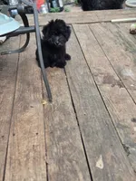 Debbie boy, a male Havanese for sale in Ravenna, TX – 2 of 5