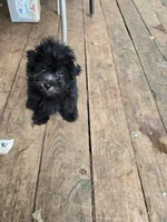 Blackie girl, a female Havanese for sale in Ravenna, TX – 4 of 7