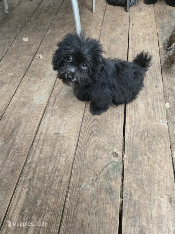 Debbie boy, a male Havanese for sale in Ravenna, TX – 1 of 5