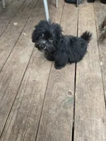 Debbie boy, a male Havanese for sale in Ravenna, TX – 1 of 5