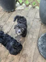 Deb#1, a male Havanese for sale in Ravenna, TX – Photo 2 of 3