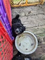 Deb#1, a male Havanese for sale in Ravenna, TX – Photo 3 of 3