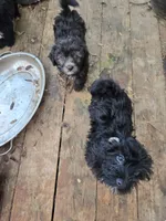 Deb#1, a male Havanese for sale in Ravenna, TX – Photo 1 of 3