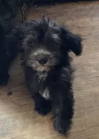Deb boy 2, a male Havanese for sale in Ravenna, TX – 4 of 7