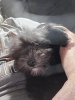 Deb boy 2, a male Havanese for sale in Ravenna, TX – 7 of 7