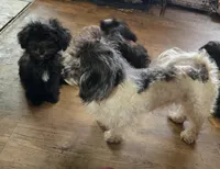 Deb boy 2, a male Havanese for sale in Ravenna, TX – 6 of 7