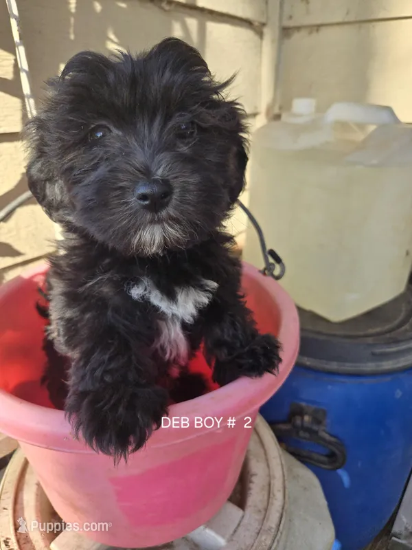 Deb boy 2 – Havanese puppy for sale in Ravenna, TX