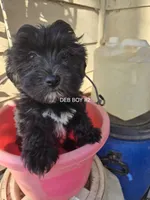 Deb boy 2, a male Havanese for sale in Ravenna, TX – Photo 2 of 2