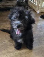 Deb boy 2, a male Havanese for sale in Ravenna, TX – 3 of 7