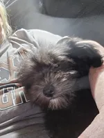 Deb boy 2, a male Havanese for sale in Ravenna, TX – 5 of 7