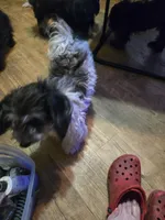 Debbie, a female Havanese for sale in Ravenna, TX – 3 of 4