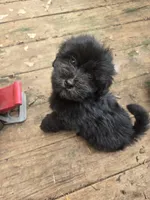 Debbie boy, a male Havanese for sale in Ravenna, TX – 3 of 5