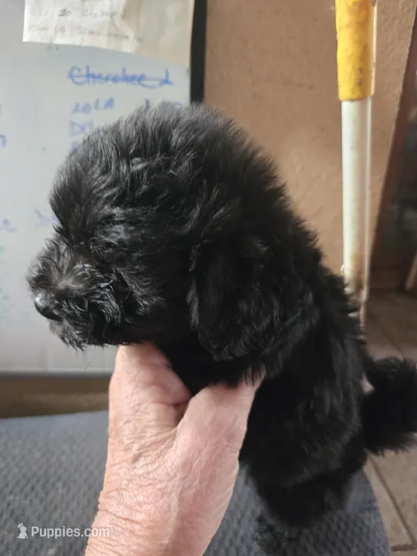Blackie boy, a male Havanese for sale in Ravenna, TX – Photo 1 of 2