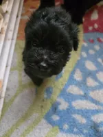 Blackie boy, a male Havanese for sale in Ravenna, TX – Photo 2 of 2