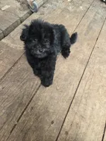 Debbie boy, a male Havanese for sale in Ravenna, TX – 4 of 5