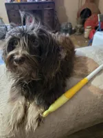 Jazzy, a female Havanese for sale in Ravenna, TX – 3 of 4