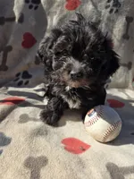 DEB#2 BOY, a male Havanese for sale in Ravenna, TX – Photo 1 of 4