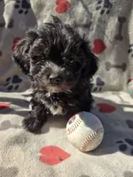 DEB#2 BOY, a male Havanese for sale in Ravenna, TX – Photo 2 of 4