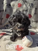 DEB#2 BOY, a male Havanese for sale in Ravenna, TX – Photo 3 of 4