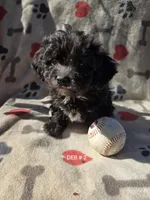 DEB#2 BOY, a male Havanese for sale in Ravenna, TX – Photo 4 of 4