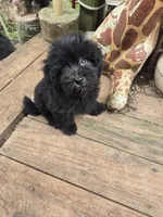 Blackie girl, a female Havanese for sale in Ravenna, TX – 5 of 7