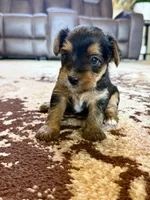 Female Yorkshire Terrier, a female Yorkshire Terrier for sale in Tulsa, OK – 3 of 4