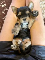 Male Yorkshire Terrier, a male Yorkshire Terrier for sale in Tulsa, OK – 7 of 8