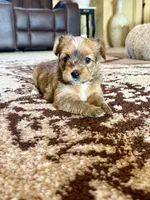Female Parti Yorkshire Terrier, a female Yorkshire Terrier for sale in Tulsa, OK – 9 of 10