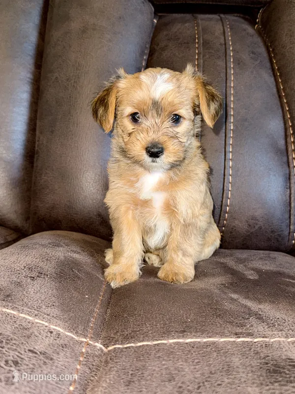 Female Parti Yorkshire Terrier – Yorkshire Terrier puppy for sale in Tulsa, OK