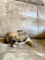 ‼️PRICE REDUCED‼️ FEMALE PARTI YORKSHIRE TERRIER, a female Yorkshire Terrier for sale in Tulsa, OK – 4 of 10