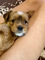 Female Parti Yorkshire Terrier, a female Yorkshire Terrier for sale in Tulsa, OK – 6 of 10
