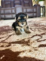Male Yorkshire Terrier, a male Yorkshire Terrier for sale in Tulsa, OK – 4 of 8