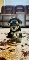 Male Yorkshire Terrier, a male Yorkshire Terrier for sale in Tulsa, OK – 2 of 8