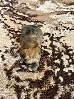 Brown Parti Yorkshire Terrier, a male Yorkshire Terrier for sale in Tulsa, OK – 6 of 10