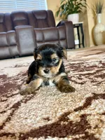 Male Yorkshire Terrier, a male Yorkshire Terrier for sale in Tulsa, OK – 3 of 8
