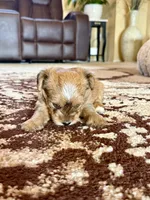 Female Parti Yorkshire Terrier, a female Yorkshire Terrier for sale in Tulsa, OK – 7 of 10