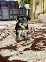 Male Yorkshire Terrier, a male Yorkshire Terrier for sale in Tulsa, OK – 2 of 6