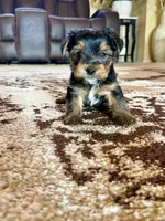Male Yorkshire Terrier, a male Yorkshire Terrier for sale in Tulsa, OK – 4 of 6