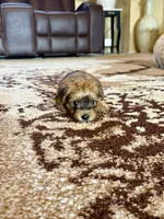 Brown Parti Yorkshire Terrier, a male Yorkshire Terrier for sale in Tulsa, OK – 5 of 10