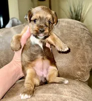 ‼️PRICE REDUCED‼️ FEMALE PARTI YORKSHIRE TERRIER, a female Yorkshire Terrier for sale in Tulsa, OK – 2 of 10