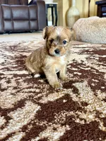 Female Parti Yorkshire Terrier, a female Yorkshire Terrier for sale in Tulsa, OK – 10 of 10