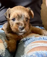 ‼️PRICE REDUCED‼️ FEMALE PARTI YORKSHIRE TERRIER, a female Yorkshire Terrier for sale in Tulsa, OK – 3 of 10