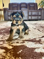 Male Yorkshire Terrier, a male Yorkshire Terrier for sale in Tulsa, OK – 7 of 8