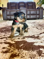 Male Yorkshire Terrier, a male Yorkshire Terrier for sale in Tulsa, OK – 2 of 8