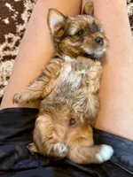 Brown Parti Yorkshire Terrier, a male Yorkshire Terrier for sale in Tulsa, OK – 4 of 10