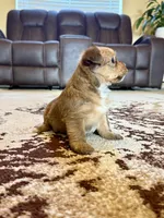 Female Parti Yorkshire Terrier, a female Yorkshire Terrier for sale in Tulsa, OK – 5 of 10