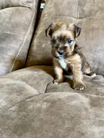 ‼️PRICE REDUCED‼️ FEMALE PARTI YORKSHIRE TERRIER, a female Yorkshire Terrier for sale in Tulsa, OK – 8 of 10