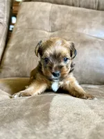 ‼️PRICE REDUCED‼️ FEMALE PARTI YORKSHIRE TERRIER, a female Yorkshire Terrier for sale in Tulsa, OK – 5 of 10